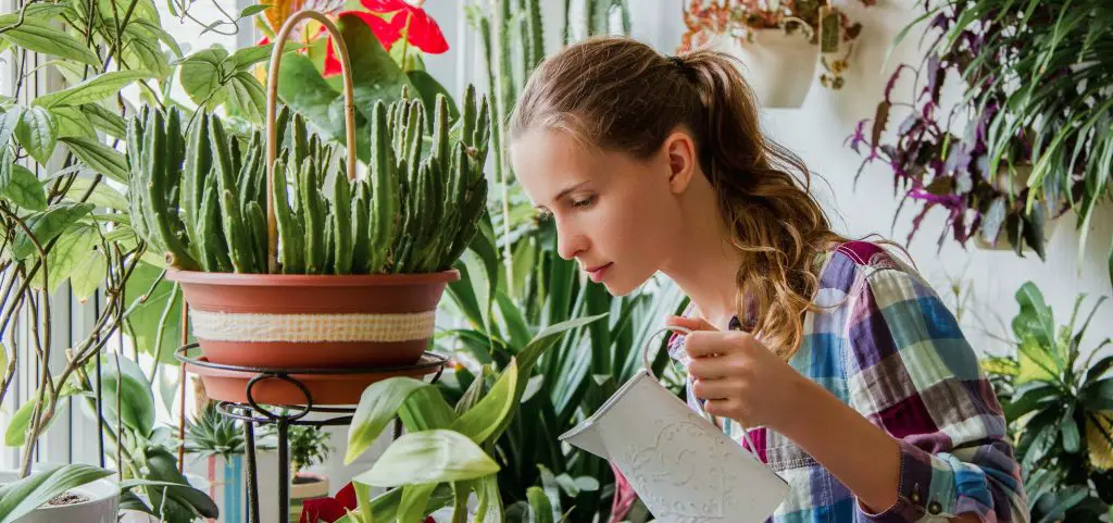 7 plantas que atraen energía positiva al hogar – Mis Consejos Jardinería