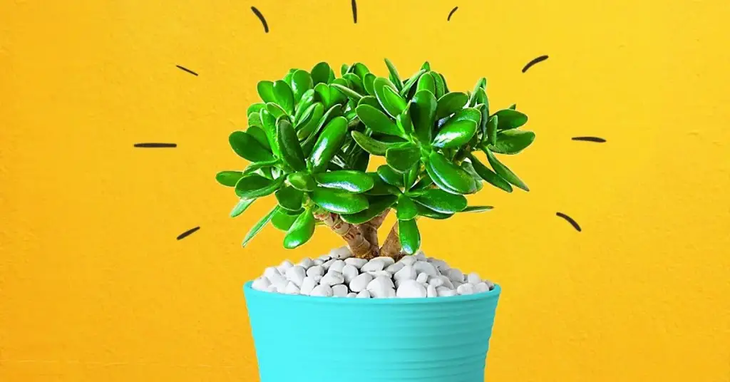 7 plantas que atraen vibraciones positivas y prosperidad en la casa – Mis Consejos Jardinería