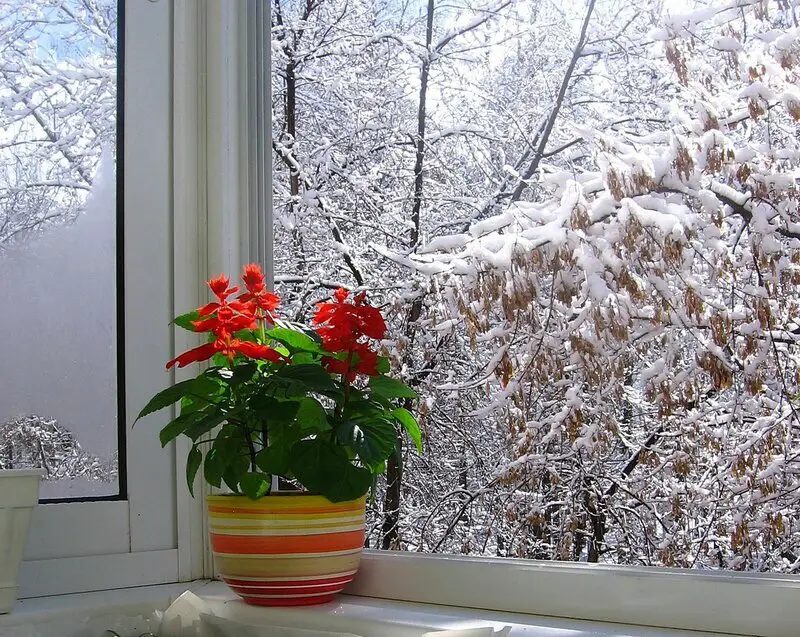 7 plantas que pueden cambiar la temperatura en la casa – Mis Consejos Jardinería