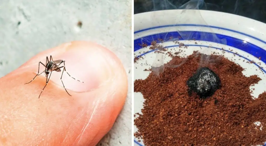 7 remedios naturales contra los insectos – Mis Consejos Jardinería