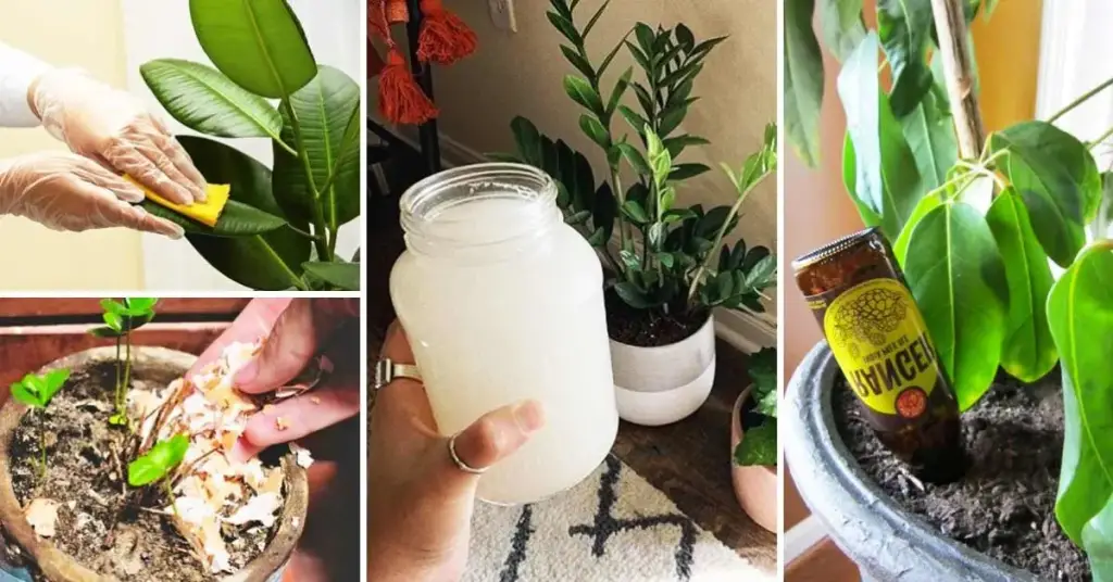 7 secretos de jardinería para tener hermosas plantas en casa – Mis Consejos Jardinería