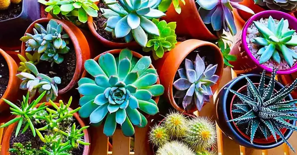 7 tipos de suculentas y los trucos secretos para cultivarlas en casa – Mis Consejos Jardinería