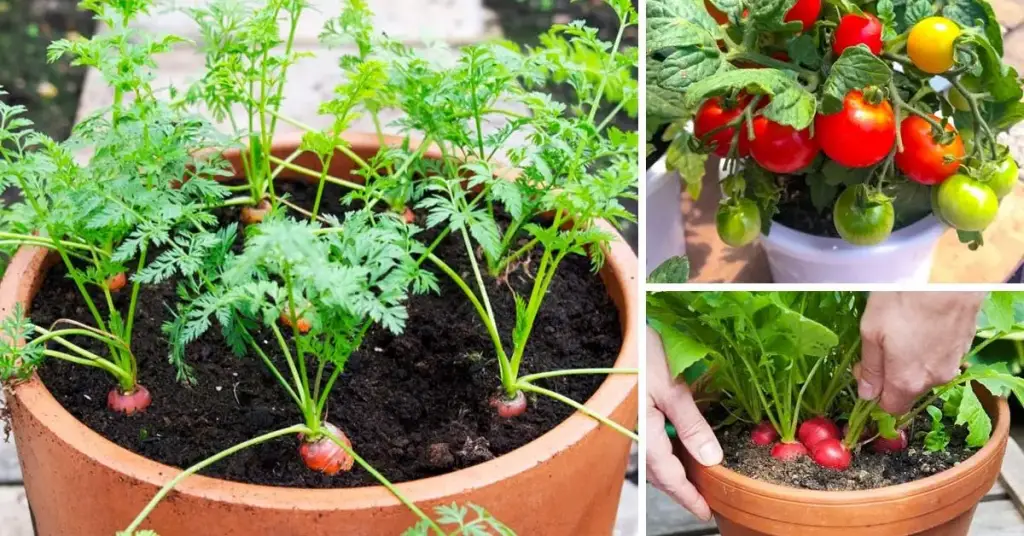 7 verduras fáciles de cultivar en macetas en casa – Mis Consejos Jardinería