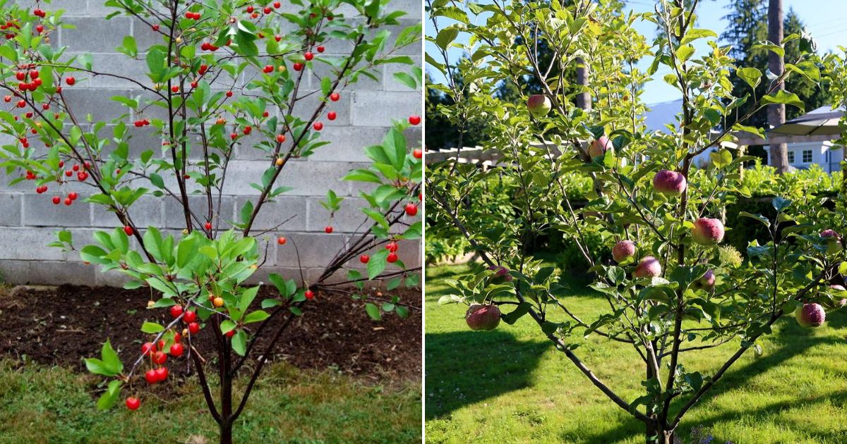 8 High-Yielding Dwarf Fruit Trees for Small Gardens