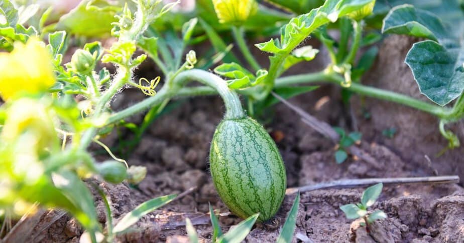 8 Tips to Grow Amazing Watermelon
