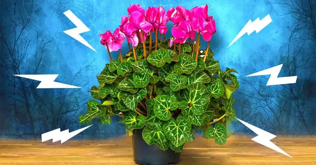 8 flores y plantas que atraen problemas en casa – Mis Consejos Jardinería