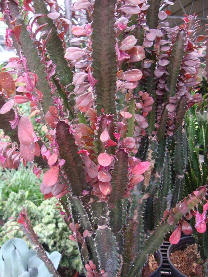 Euphorbia trigona