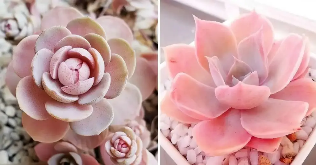 8 rosas suculentas que son fáciles de mantener y perfectas para decorar tu interior – Mis Consejos Jardinería
