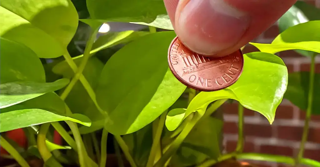 9 consejos para mantener alejados a los insectos de tus plantas y mejorar su crecimiento – Mis Consejos Jardinería