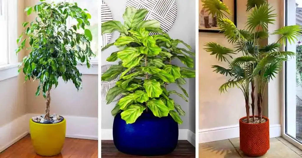 9 plantas altas que puedes cultivar fácilmente en casa – Mis Consejos Jardinería