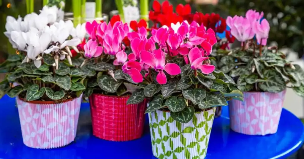 A continuación, le mostramos cómo cultivar ciclamen para que tenga cantidades infinitas de ellos. – Mis Consejos Jardinería