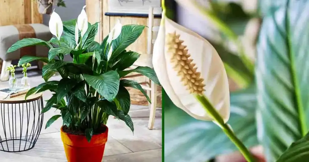 A continuación se explica cómo cuidar un pesebre de Moisés para que florezca todo el año y dure toda la vida. – Mis Consejos Jardinería