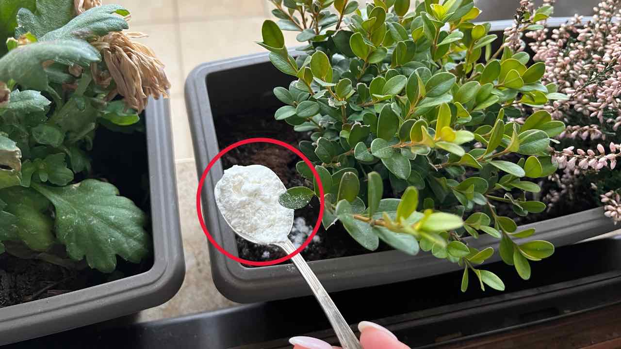 Fertilizante muy potente