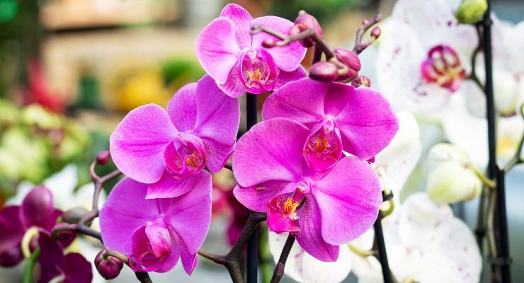 Flores