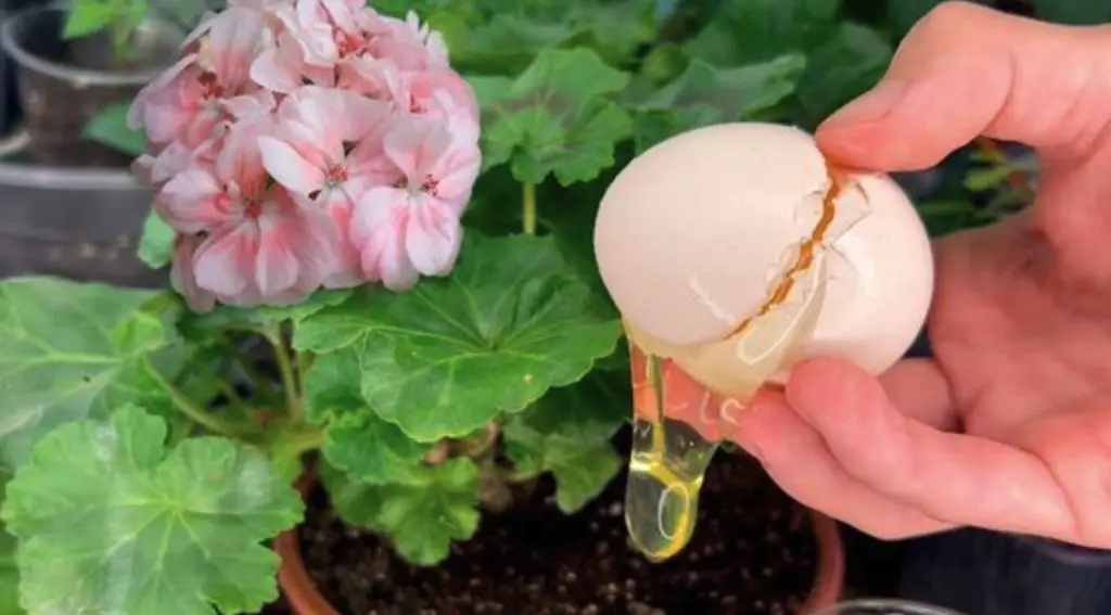 Abono orgánico DIY: el remedio óptimo para todo tipo de plantas – Mis Consejos Jardinería