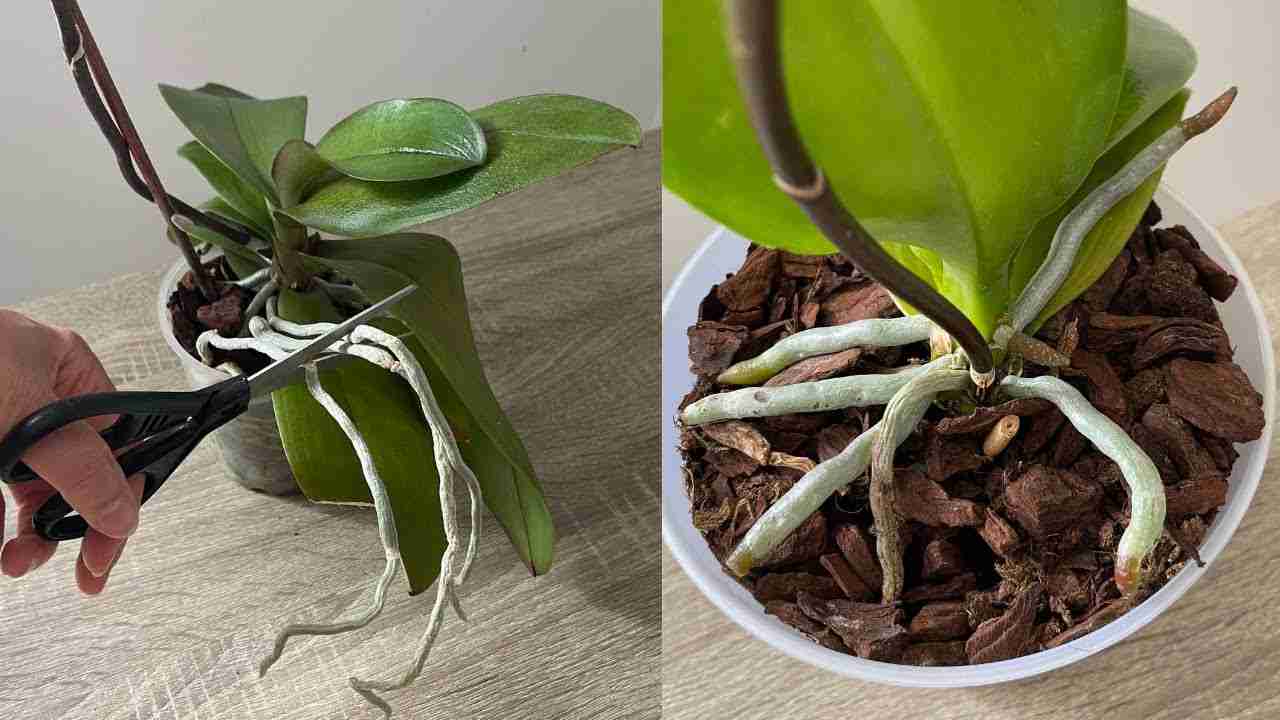 Orquídea