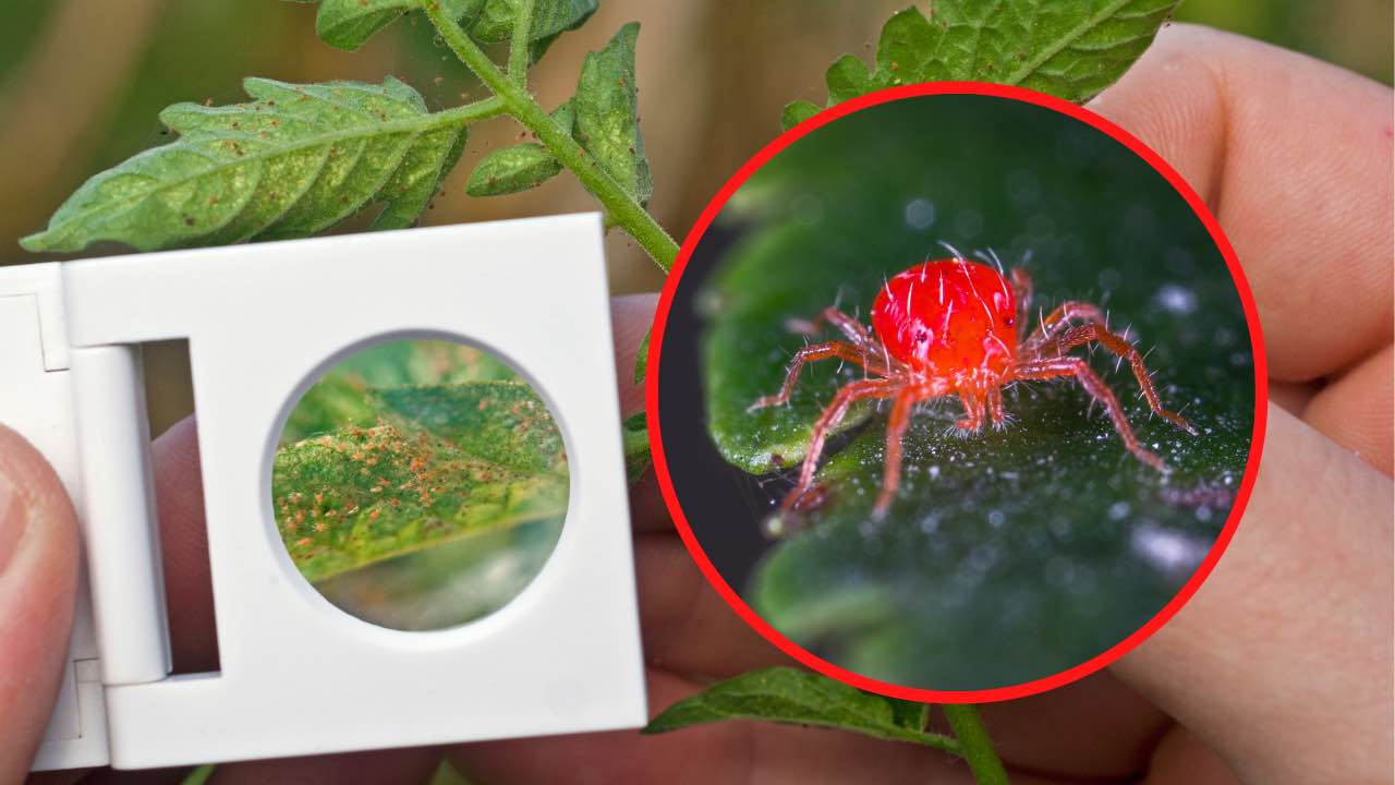 ácaros en las plantas