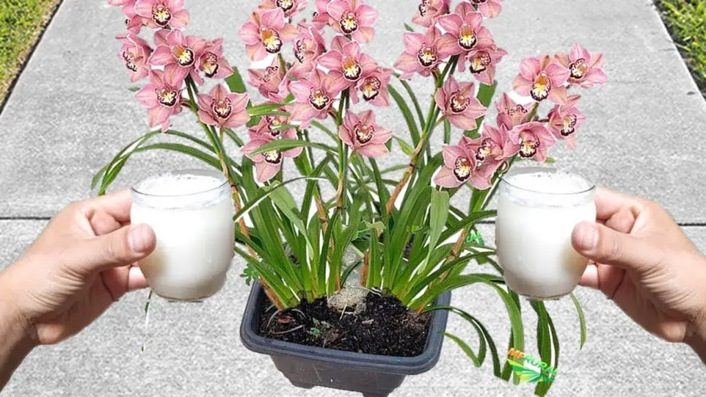 Acelere la floración de las plantas en 12 pasos rápidos y sencillos – Mis Consejos Jardinería