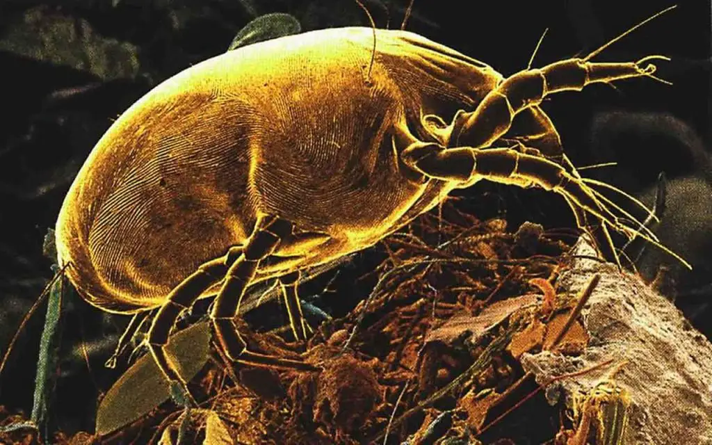 Adiós insectos dentro de casa con estos trucos: nadie lo sabía – Mis Consejos Jardinería