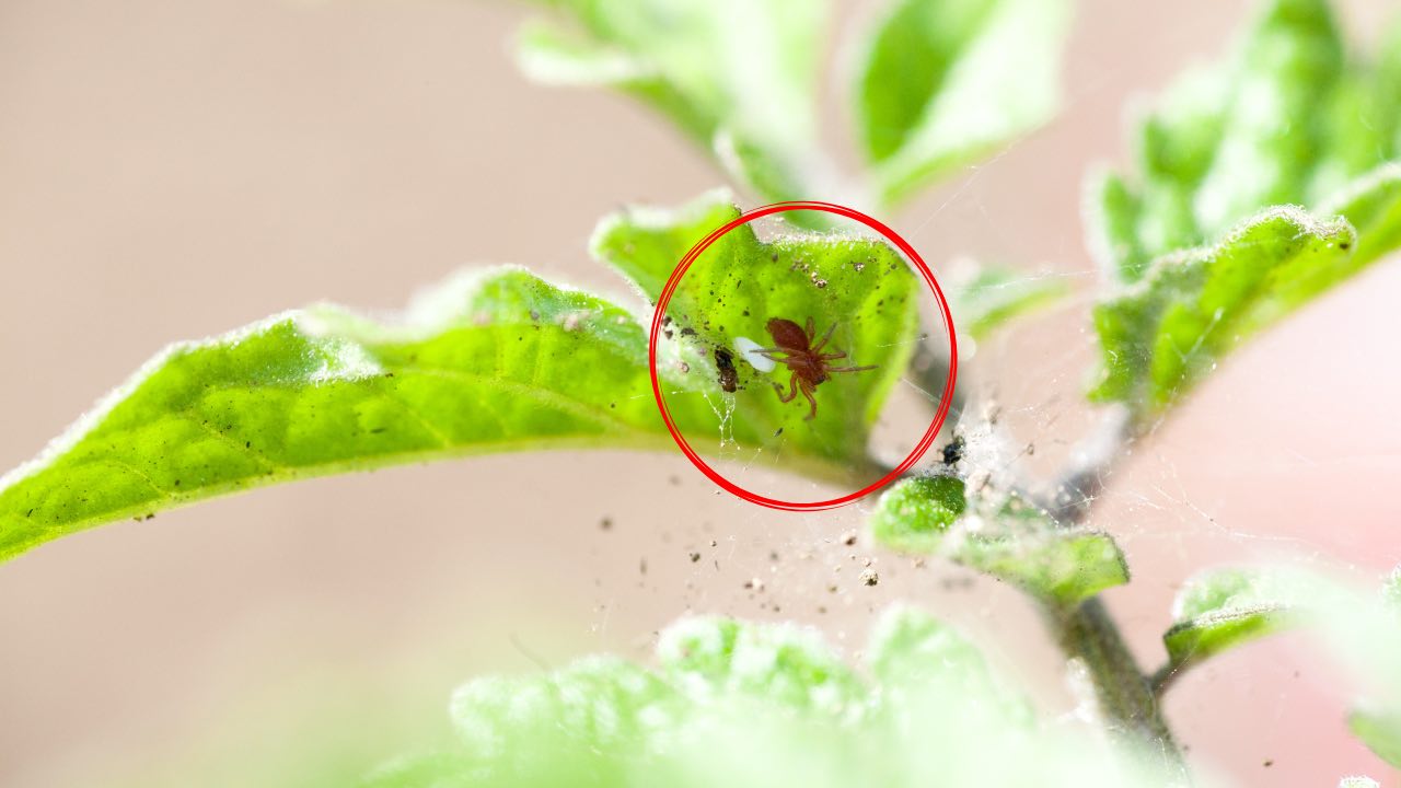 Planta de ácaros rojos