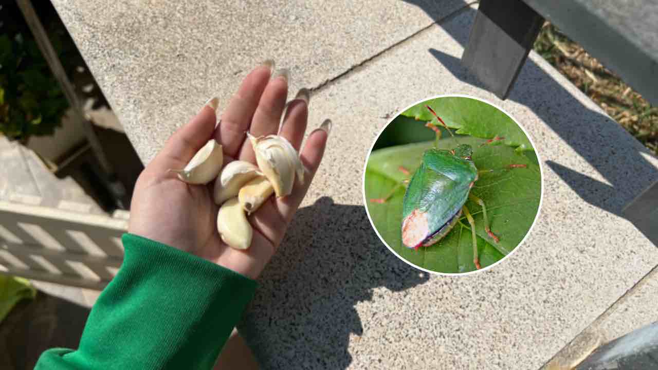 bichos verdes