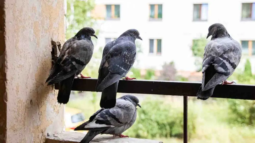 Adiós excrementos de paloma en el balcón: haz estas cosas y las ahuyentarás – Mis Consejos Jardinería