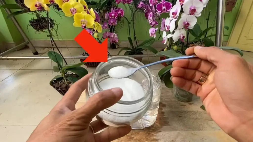 Adiós hojas marchitas, añade unas en tu orquídea: vuelve a la vida – Mis Consejos Jardinería