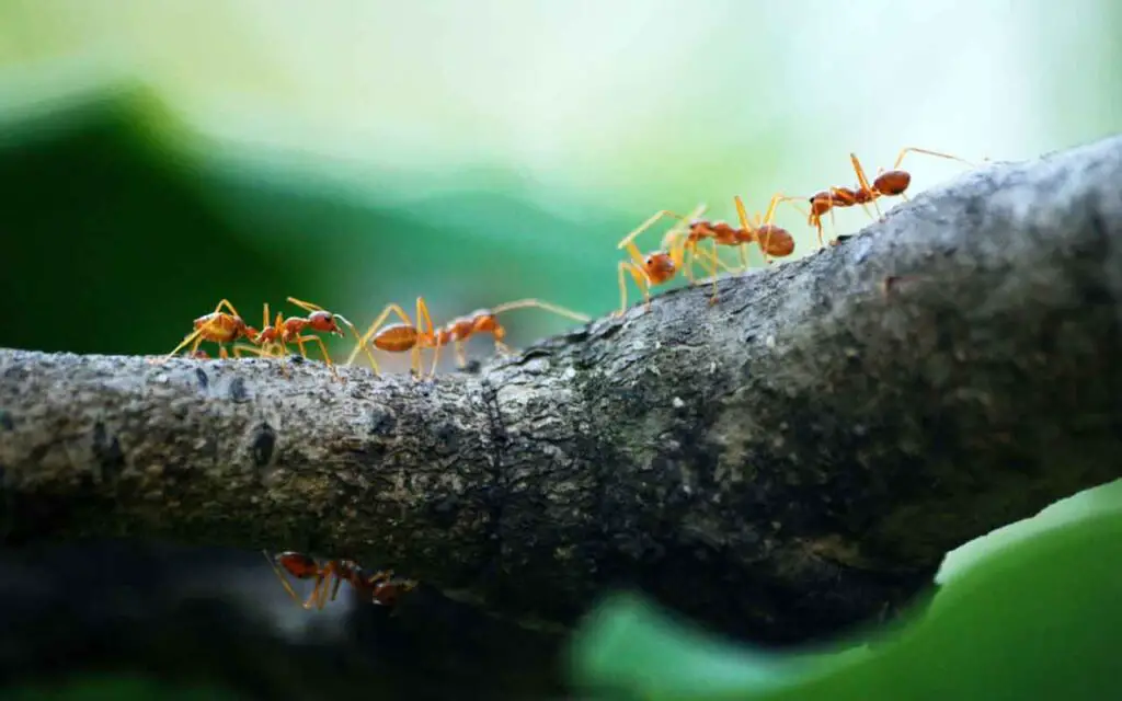Adiós hormigas con esta solución natural barata: el cambio de juego – Mis Consejos Jardinería