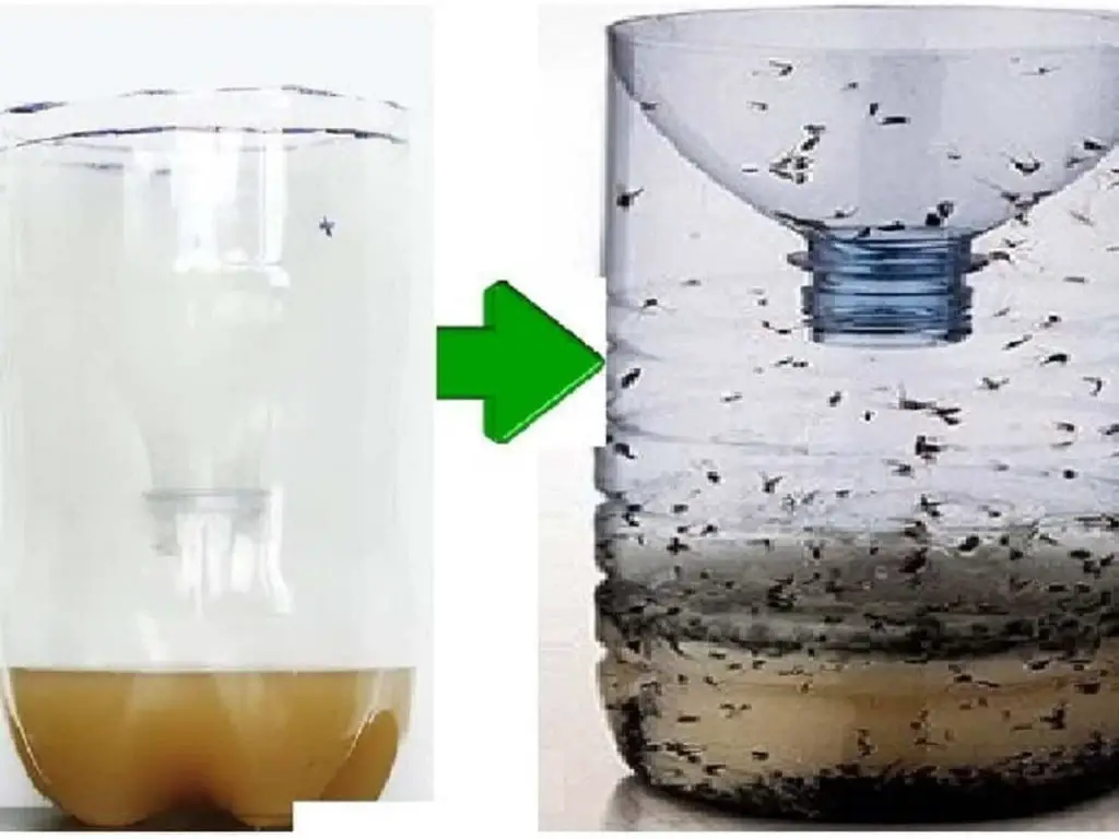 Adiós insectos molestos con esta trampa casera: genial – Mis Consejos Jardinería