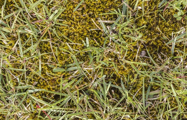 musgo en el jardín