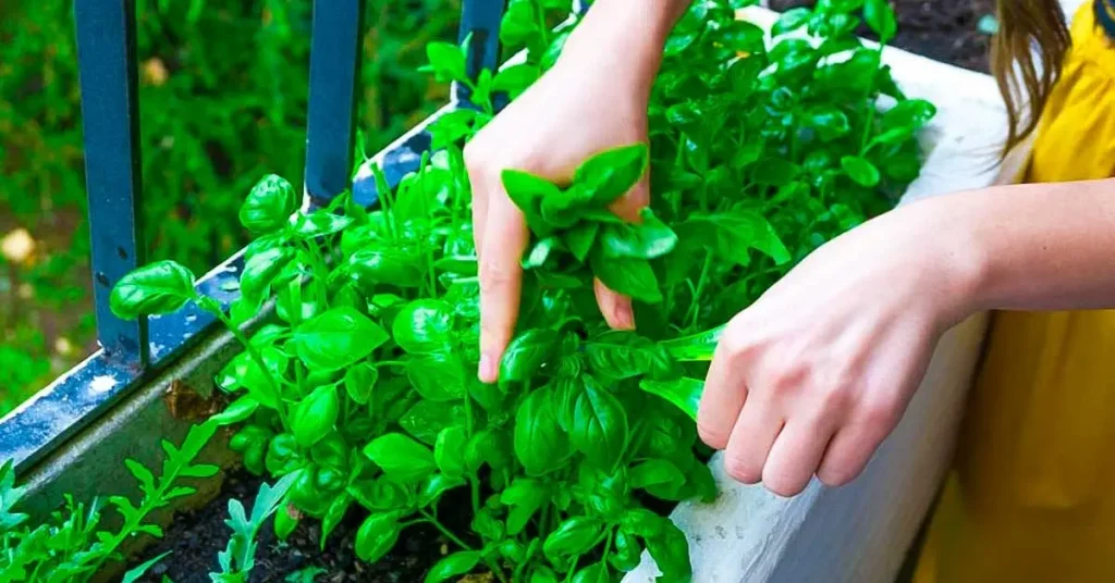 Agosto es el mes perfecto para cultivar estas 4 plantas en maceta para tener en tu balcón – Mis Consejos Jardinería