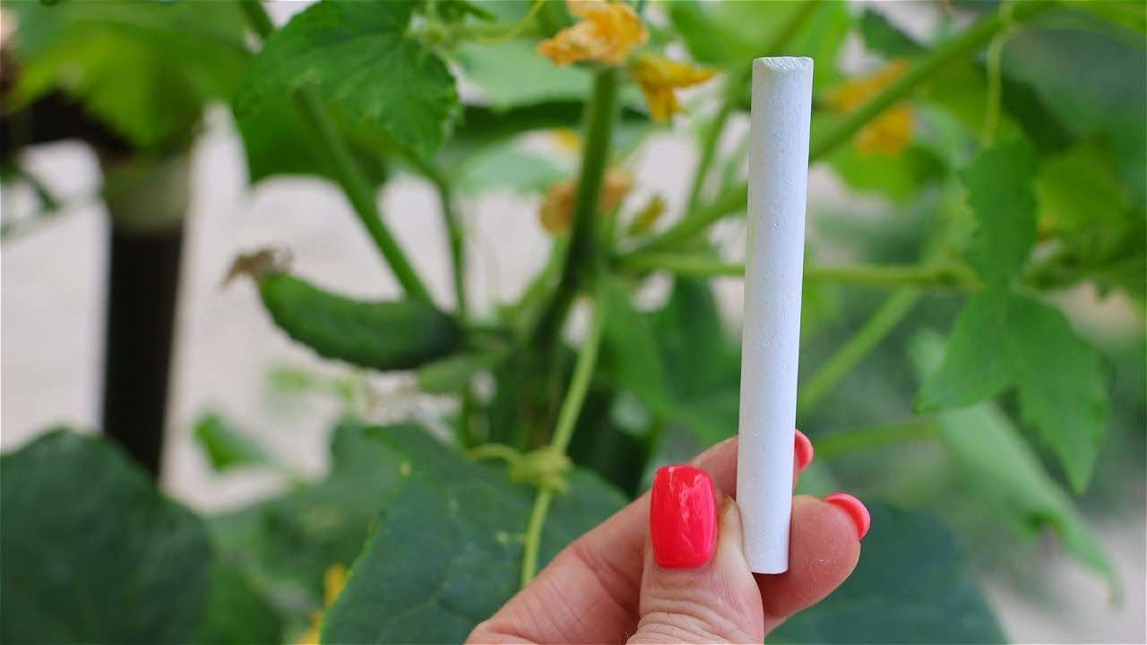 Tiza y plantas