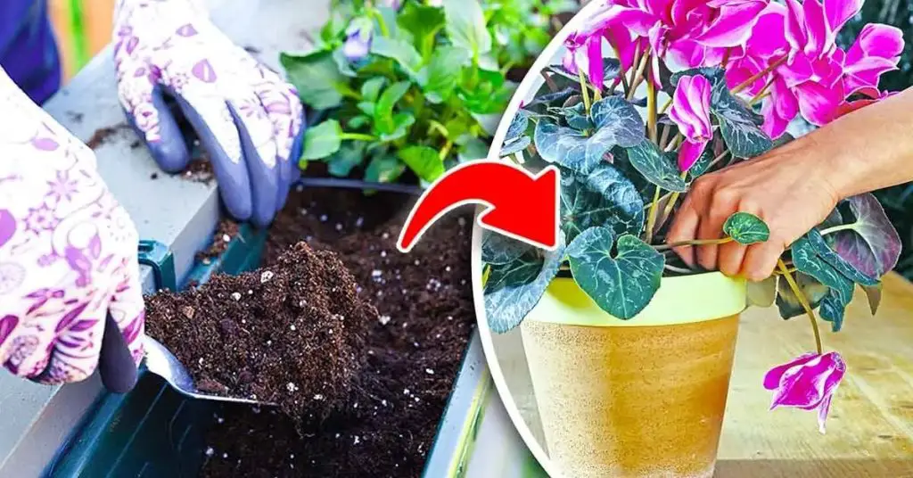 Ahora es el momento perfecto para sembrar estas 10 plantas que perfumarán el jardín en invierno – Mis Consejos Jardinería