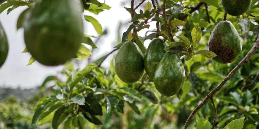 Ahorra en fertilizante para tu aguacate, ¡con un ingenioso truco puedes hacerlo en casa! – Mis Consejos Jardinería
