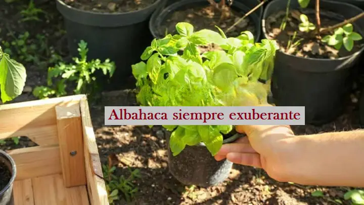 Albahaca, 3 cosas que hacer a finales de febrero para mantenerla sana y exuberante todo el año – Mis Consejos Jardinería