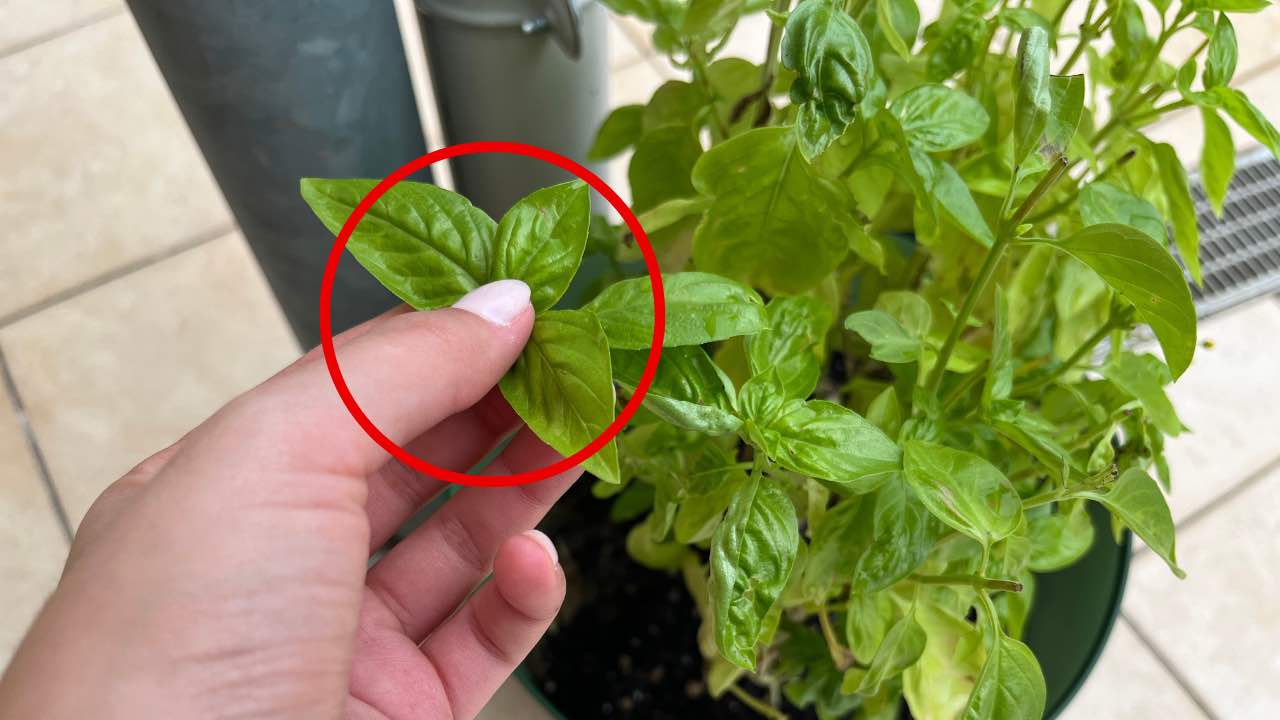 Cosechar la albahaca