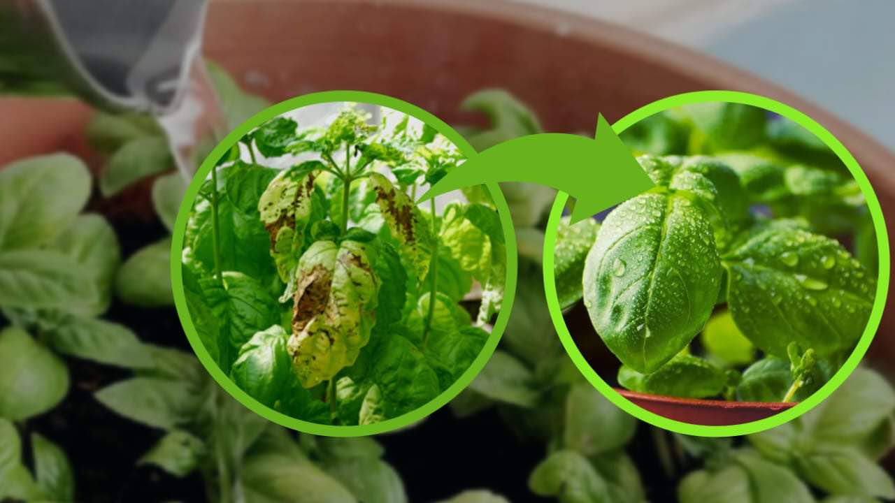 Cómo regar la albahaca