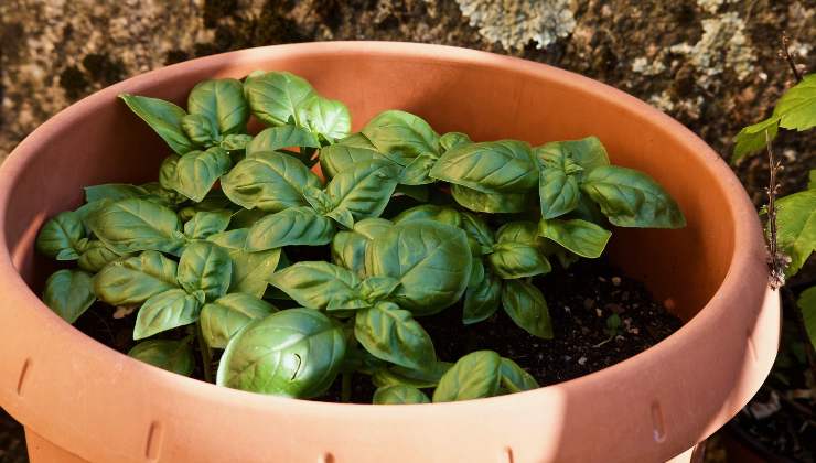 Albahaca exuberante y saludable