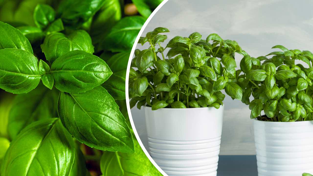 Albahaca fresca e infinita