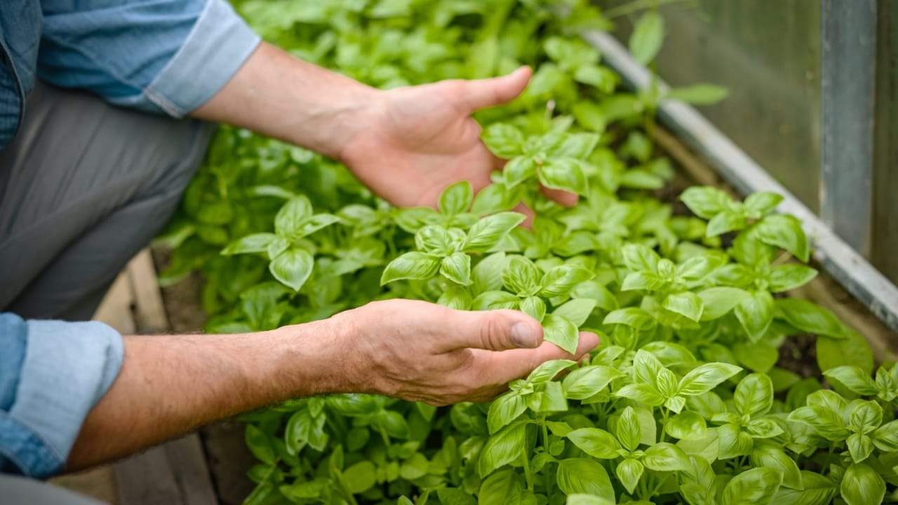 Albahaca saludable