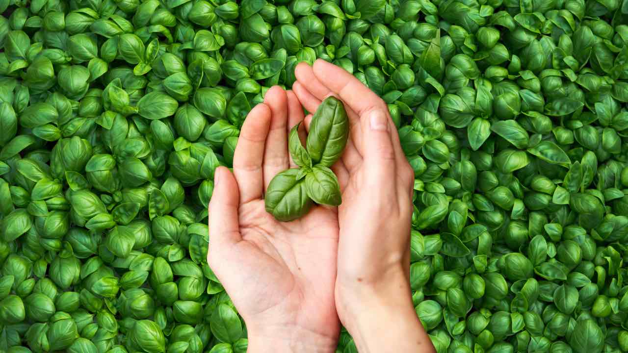 Manos con albahaca