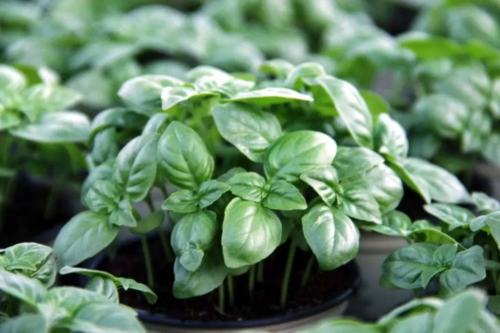 Albahaca o perejil: esto es lo que es más fácil de cultivar en casa – Mis Consejos Jardinería