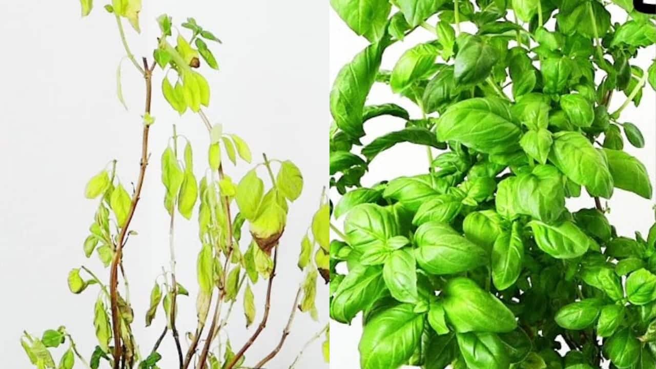 Albahaca podrida