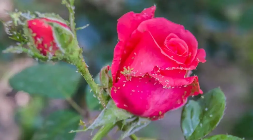 Alerta de plagas: en este período atacan rosas y más, esto es lo que debes hacer – Mis Consejos Jardinería