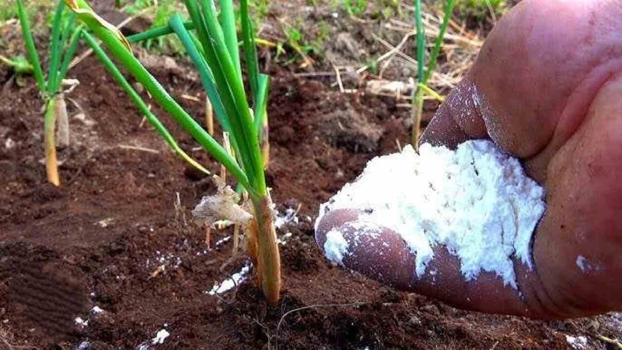 Alimentación de cebollas