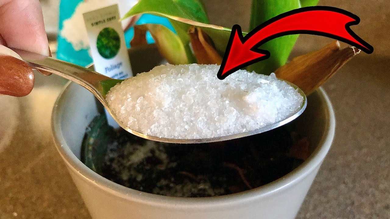 Azúcar en las plantas