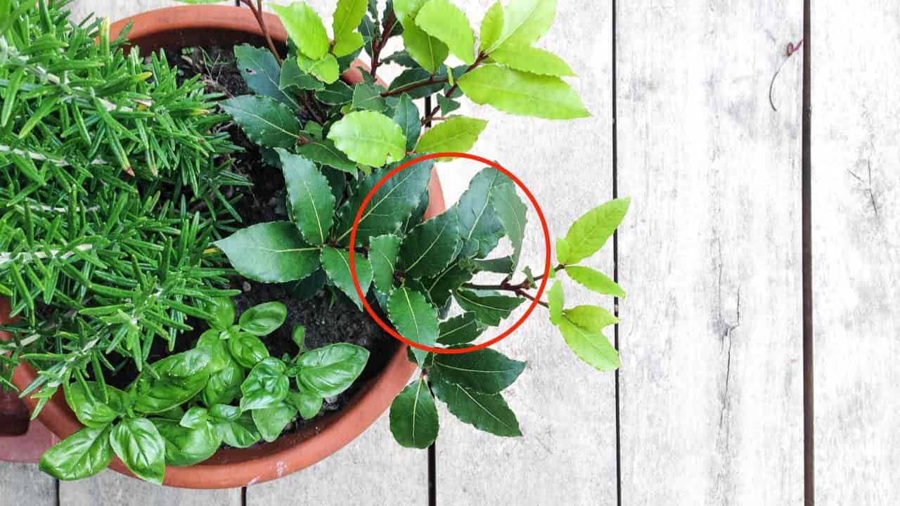 Hoja de laurel fresca