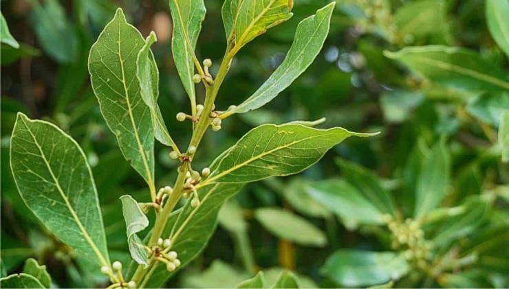 Laurel