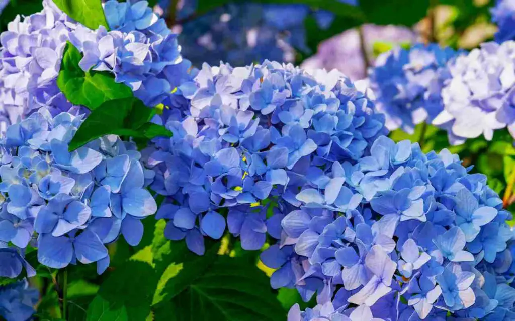 Aquí están las flores más fragantes de la historia: el ranking de viveros – Mis Consejos Jardinería