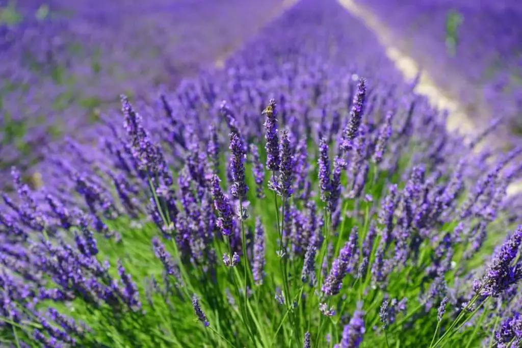 Aquí están las plantas de exterior más resistentes de todas: el ranking – Mis Consejos Jardinería